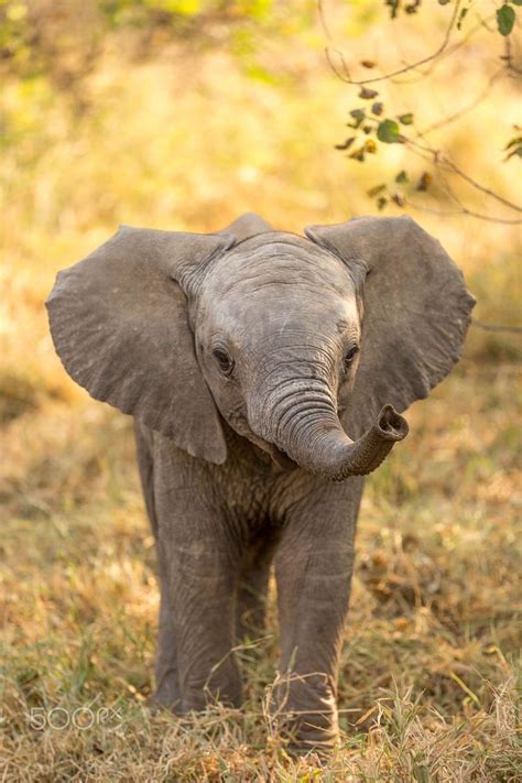 Baby African Elephant So Beautiful