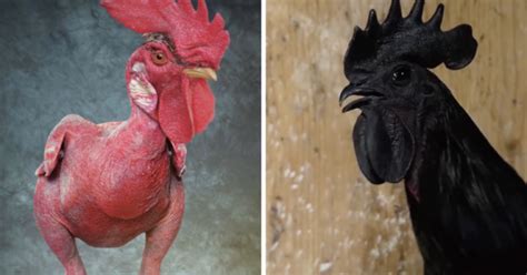 Of The Worlds Most Unusual Chicken Breeds The Hen S Loft