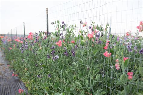 How To Grow Sweet Peas Floret Flowers