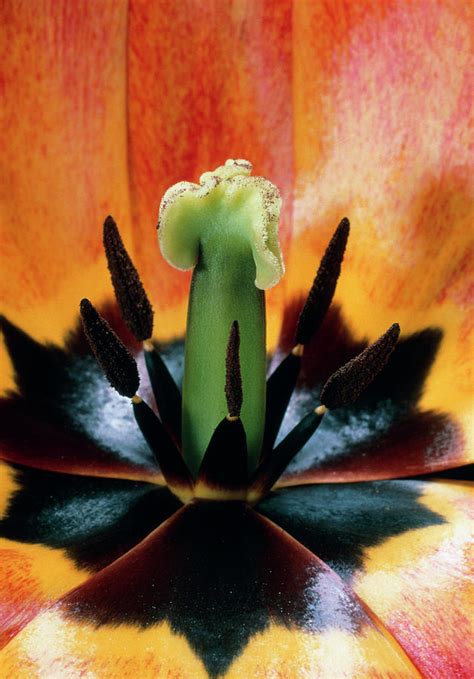 Reproductive Parts Of A Tulip Flower Photograph By Dr Jeremy Burgess