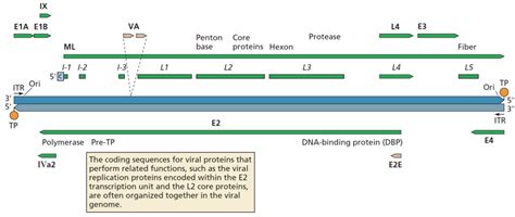 Adenovirus Genome Diagram Quizlet