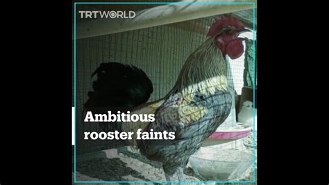 Rooster Faints After Crowing For Too Long Without Pause Youtube