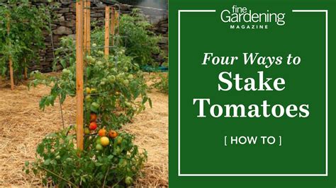 Four Ways To Stake Tomatoes Youtube