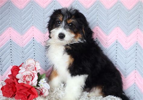 Mini Bernedoodle Puppy For Sale Mansfield Oh Male Roscoe Ac Puppies Llc