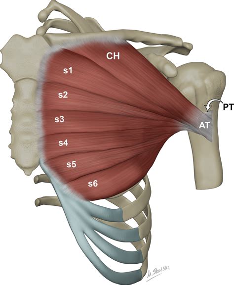 Pectoralis Major