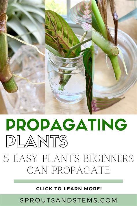 Read This Post To Learn All About How To Propagate Five Easy