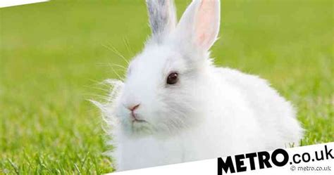 Why Do We Say ‘white Rabbits On The First Day Of The Month Uk News