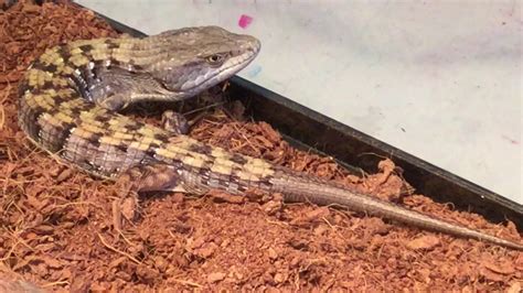 How To Care For A Alligator Lizard