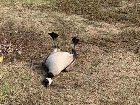 Birds In California Wildlife Park Overdose On Anxiety Pills