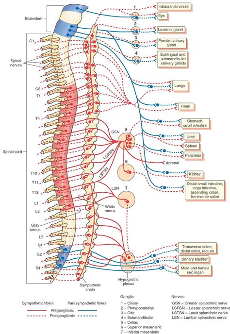 An Overview Of The Sympathetic And Parasympathetic Components Of The