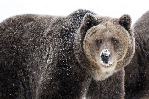 Grizzly Bear Facts Ursus Arctos Horribilis