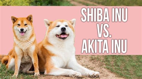 Differences Between Shiba Inu And Akita Inu Youtube