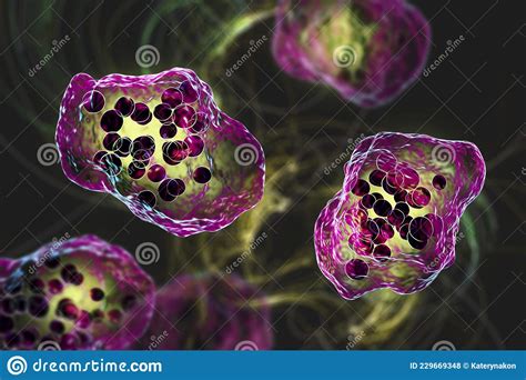 Giant Multinucleated Cells Stock Illustration Illustration Of