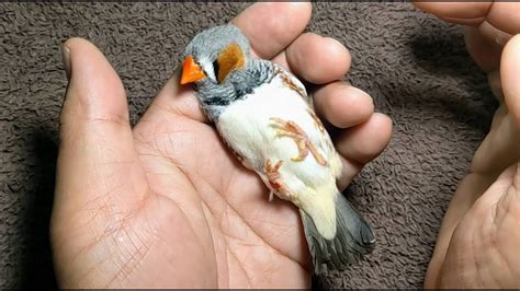 Cute Zebra Finch 20220828 Youtube