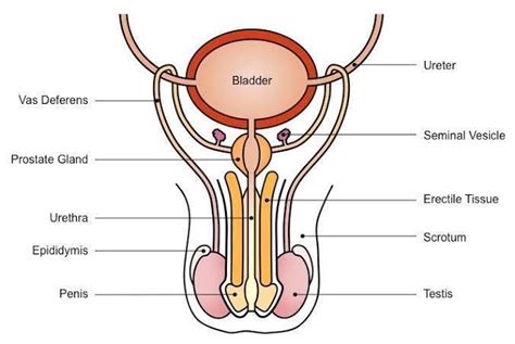 1 026 просмотров 1 тыс. Draw a labeled diagram of : (i) Male reproductive system ...