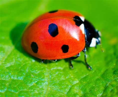 Top 10 Most Colorful Insects In The World