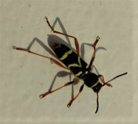 Wasp Beetle ©ian Saunders Stoke Goldington 26 May 2018 Milton Keynes