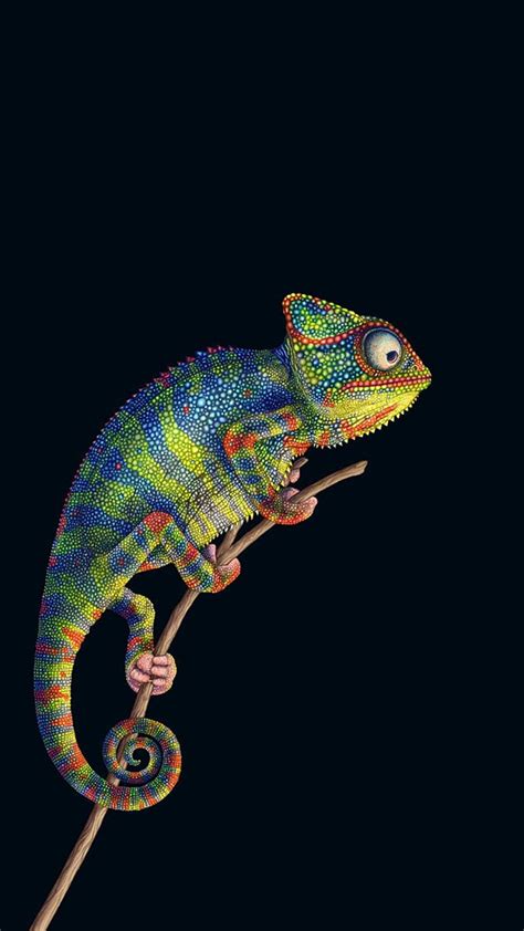 Animal Chameleon Reptiles Hd Wallpaper Peakpx