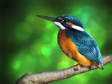 Beautiful Kingfisher Hd Wallpaper Wallpapers Tagged With This Tag