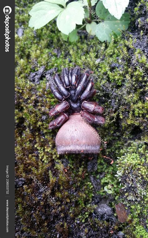 Cyclocosmia Trapdoor Spider Disk Attached Its Abdomen Pictured