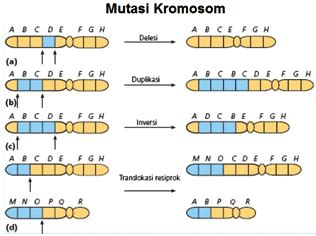 Mutasi Dan Macam Mutasi Kromosom Biologisites