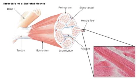 Cell Membrane Of A Muscle Fiber Labeled Functions And Diagram