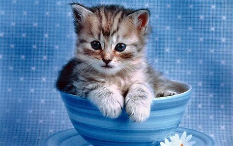 Cute Kitten Wallpapers Those Can Make Your Day Instantly