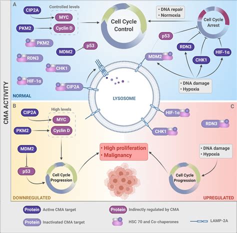 Cma Activity Controls The Cell Cycle And Cancer A In Physiological