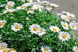 Daisy Flower Meaning In English Explanation MeaningDB