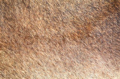 Brown Cow Skin Texture Pattern Stock Image Colourbox