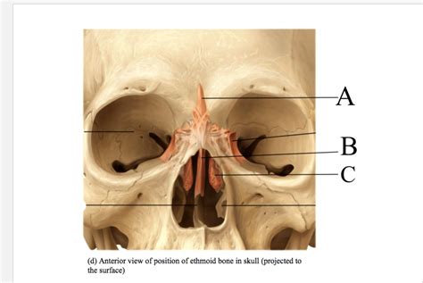 Anterior View Of Ethmoid Bone Diagram Quizlet