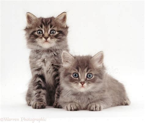 Two Fluffy Tabby Kittens Photo Wp18981