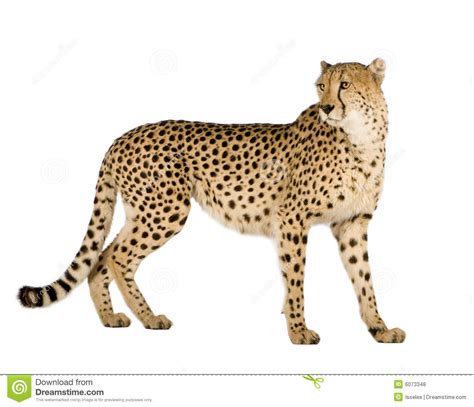 I've got a method for automatically regenerating it when cheetah 3d's online help changes and thought i would provide it as a service to the community. Cheetah - Acinonyx Jubatus Royalty Free Stock Photos ...