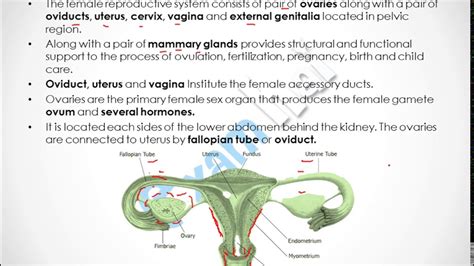 General structure of the female reproductive tract. Human Reproduction Part 4(Female Reproductive System ...