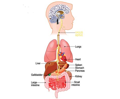 Vagus Nerve The Definitive Guide Biology Dictionary