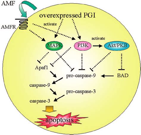 Signal Pathways With Regard To Apoptosis Resistance Induced By Amf