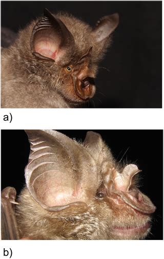 Four New Bat Species Rhinolophus Hildebrandtii Complex Reflect Plio