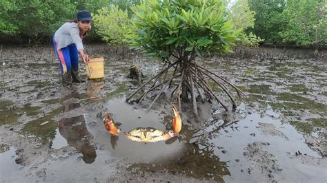 Lucky Catching Many Huge Mud Crabs At The Sea Swamp After Water Low