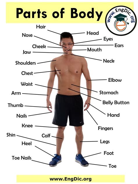 An Image Of The Parts Of A Man S Body