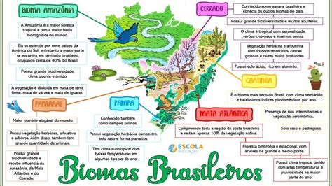 Mapa Mental Biomas Brasileiros Baixe Gr Tis O Mapa Mental Em Pdf