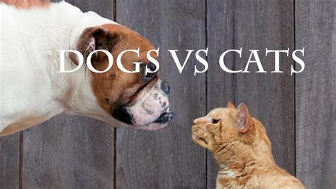 Dogs Vs Cat Compilation Who Will Win Youtube
