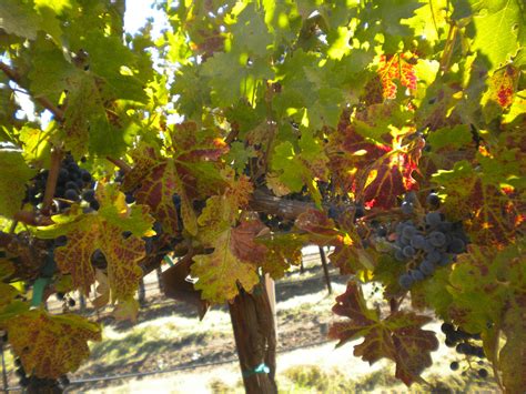 Update On Grapevine Leafroll And Red Blotch Viruses The Grapevine