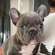 French Bulldog Puppies For Sale | Deltona, FL #311636