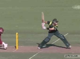 Cricket Find Share On GIPHY