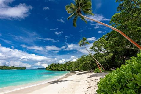 Premium Photo Port Orly Sandy Beach With Palm Trees Espiritu Santo