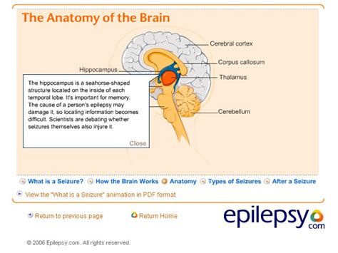 Children With Epilepsy — Eci Module 2 Special Needs And Conditions