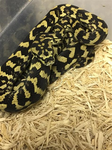 Jungle Carpet Pythons For Sale Snakes At Sunset