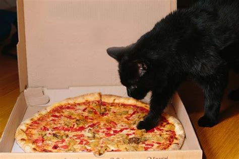 We had unfrozen fish sticks just the other day. Shocking Reasons You Shouldn't Let Your Cat Eat Pizza ...