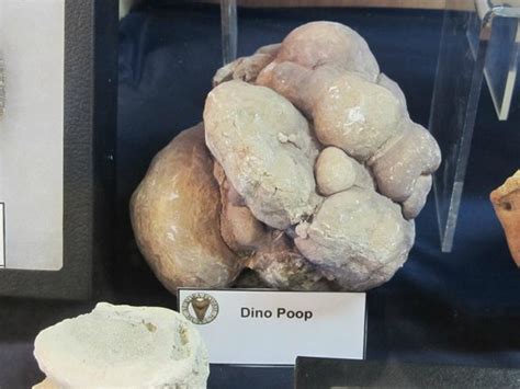 Fossilized Dino Poop Picture Of Aurora Fossil Museum Aurora