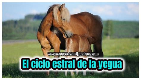 Ciclo Estral De La Yegua Yegua Veterinaria Y Zootecnia Caballos